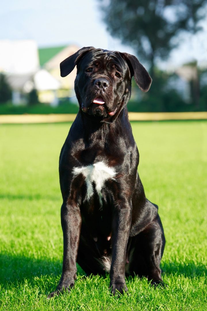 Cane Corso, italian dog breeds - The Proud Italian
