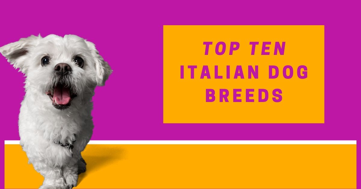 Top Ten Italian Dog Breeds - The Proud Italian