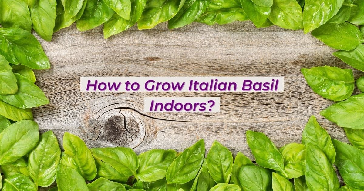 How to Grow Italian Basil Indoors - The Proud Italian