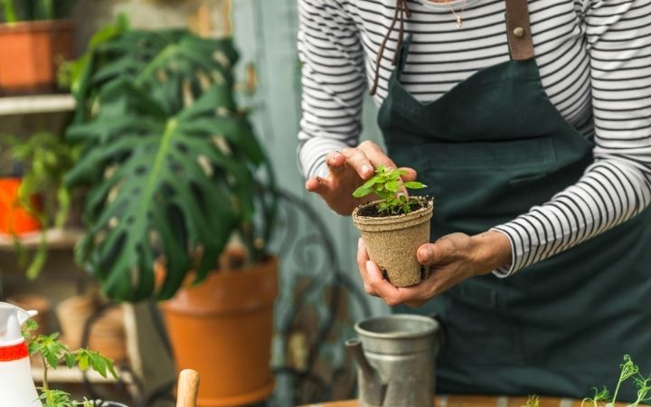 Planting Basil, How to Grow Basil Indoors - The Proud Italian