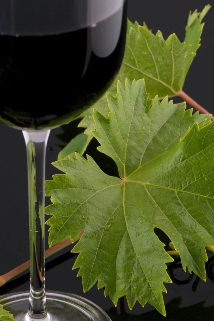 Barbera wine in glass with vine leaf - The Proud Italian