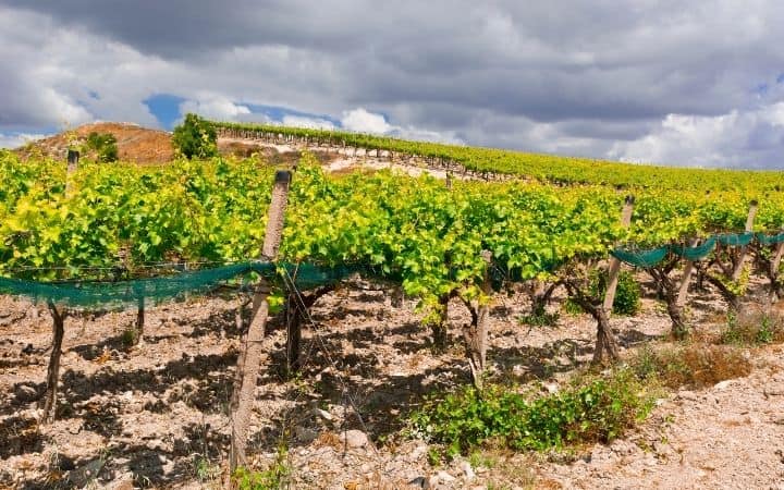 Vineyard in Sicily - The Proud Italian