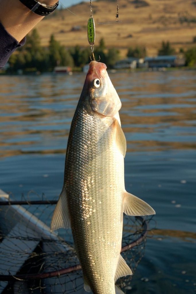 Whitefish that's caught on fishing rod, whit fishing net beside in the boat on the water - The proud Italian