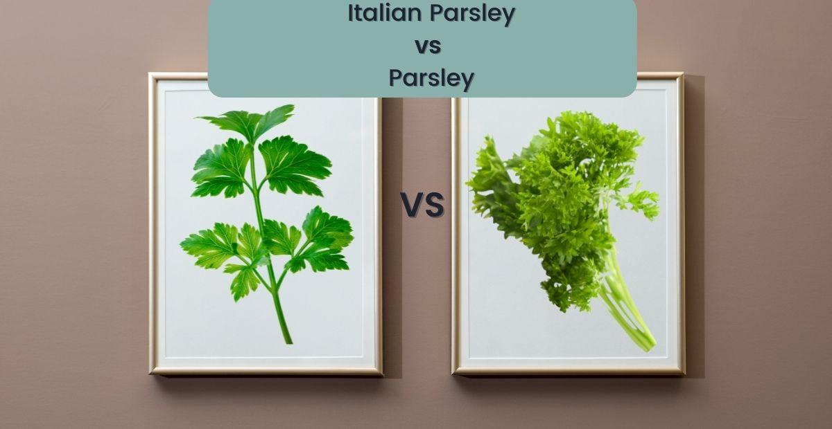 italian parsley vs parsley