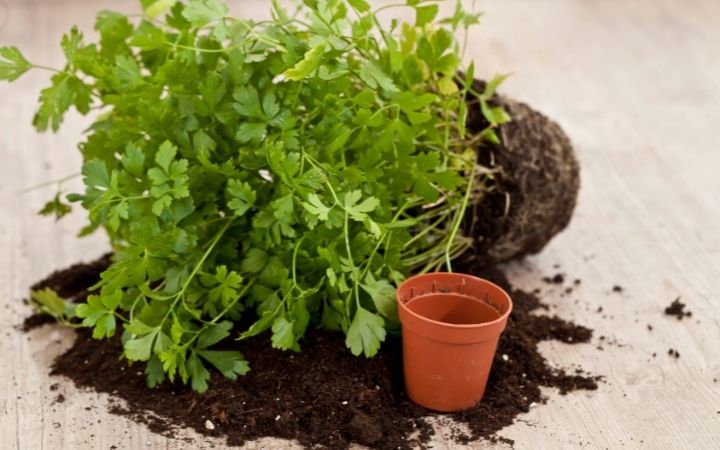 how to grow parsley
