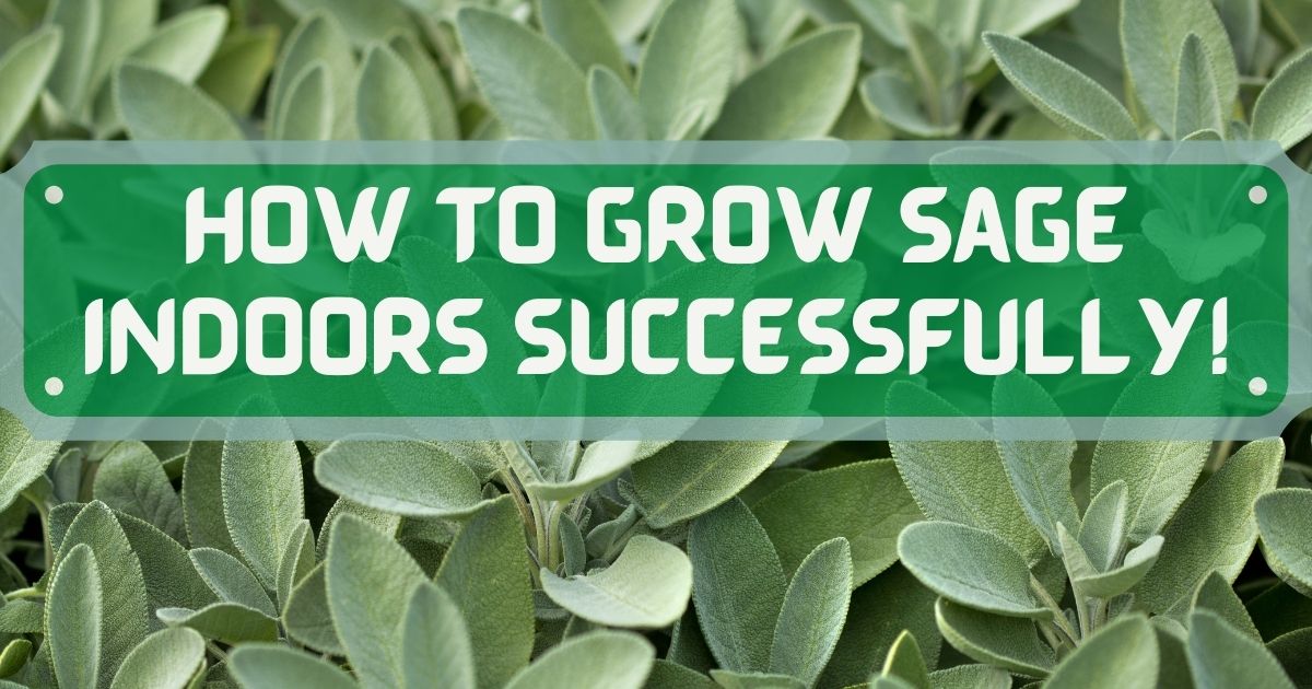 how to grow sage indoors