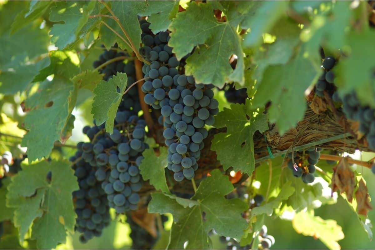 Lambrusco Grapes on the Vine