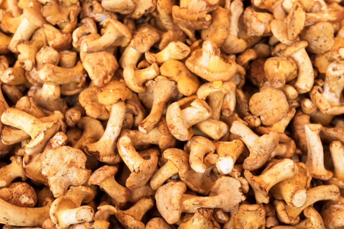 Small Chanterelle mushrooms