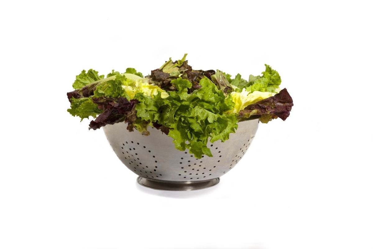 Salad Lettuce in Colander