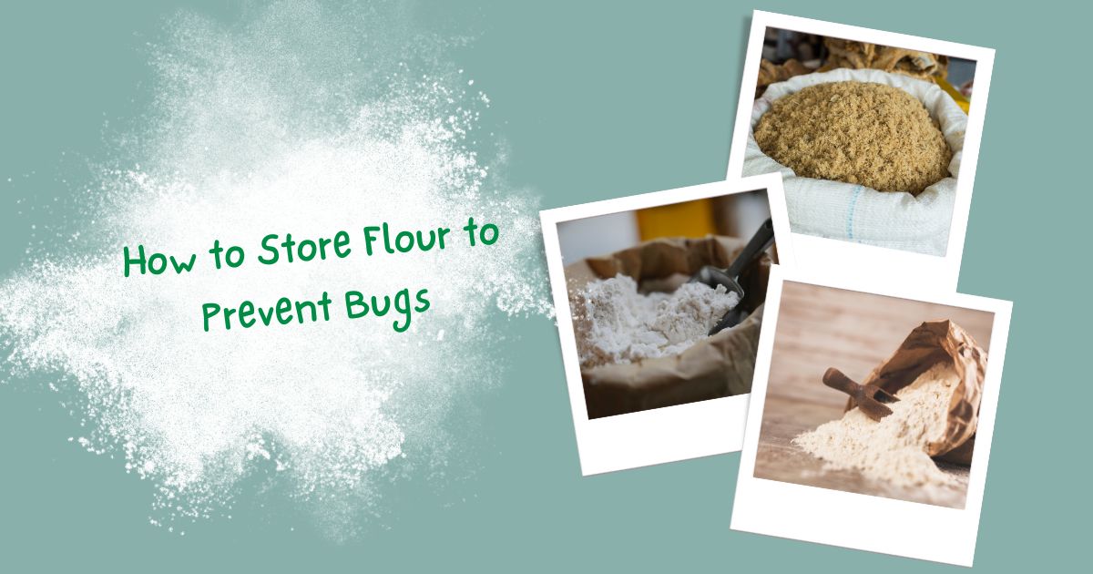 Store Flour to Prevent Bugs